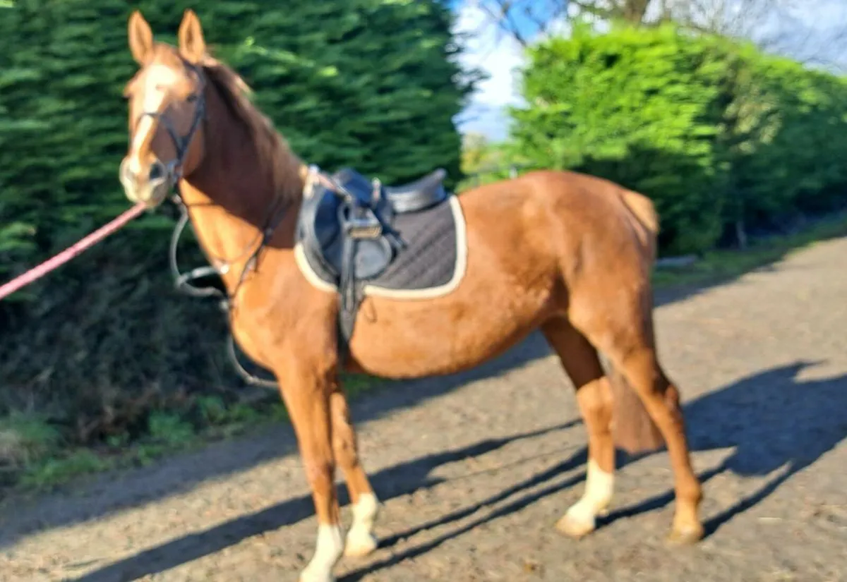 4 YO WRS Sunshine - Image 4