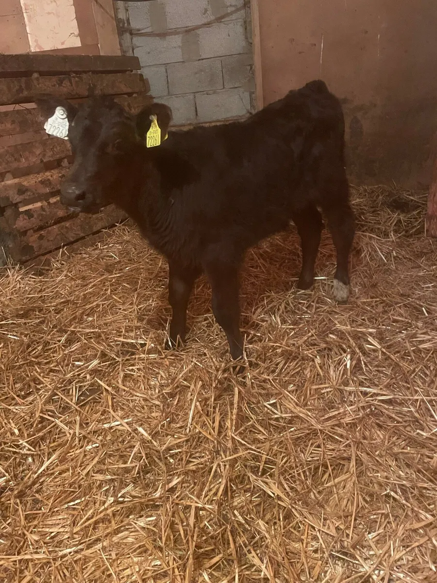Angus bull calf for a cow - Image 1
