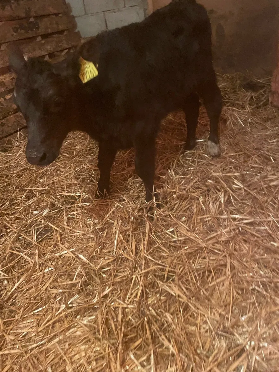 Angus bull calf for a cow - Image 2