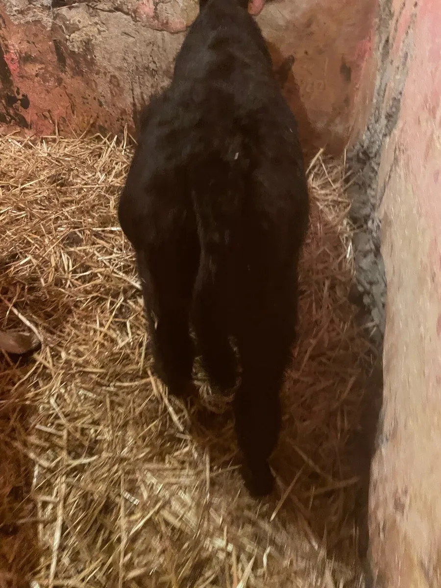 Angus bull calf for a cow - Image 3