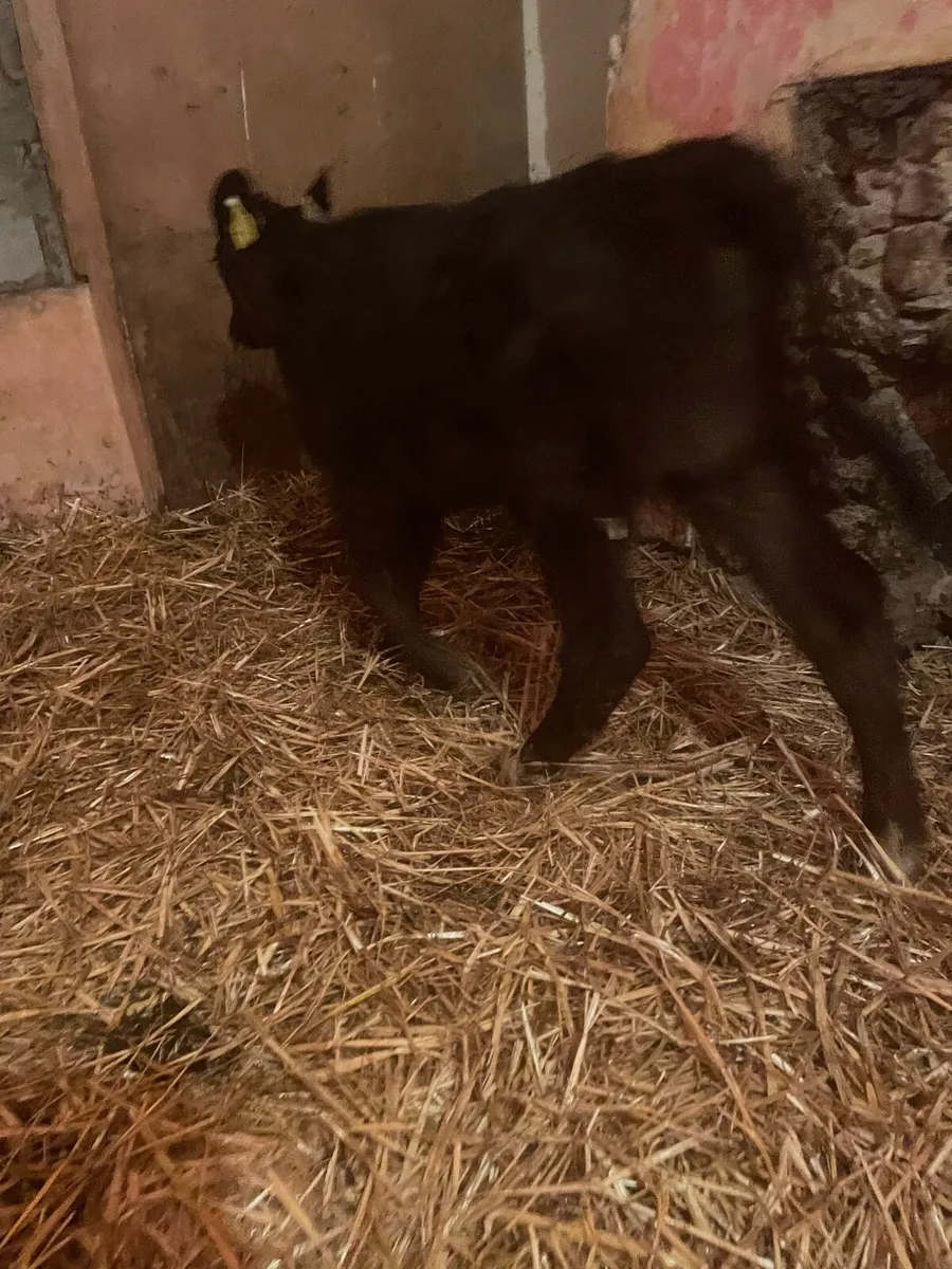 Angus bull calf for a cow - Image 4