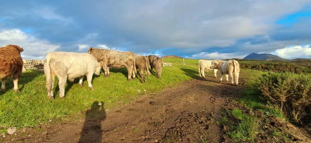 Cattle - Image 1