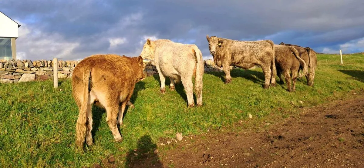Cattle - Image 2