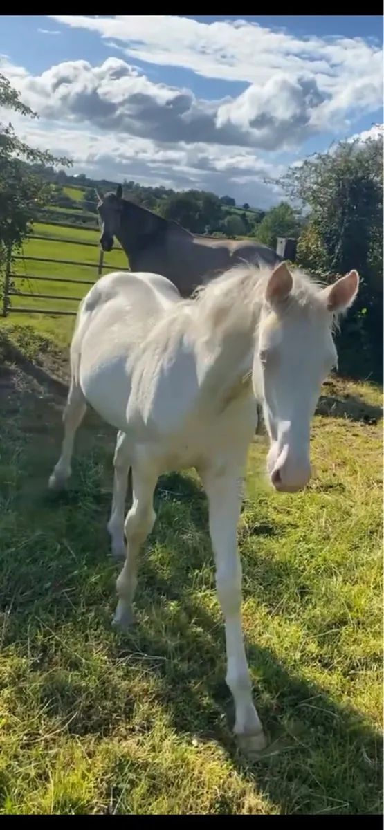 Cremello filly foal - Image 1
