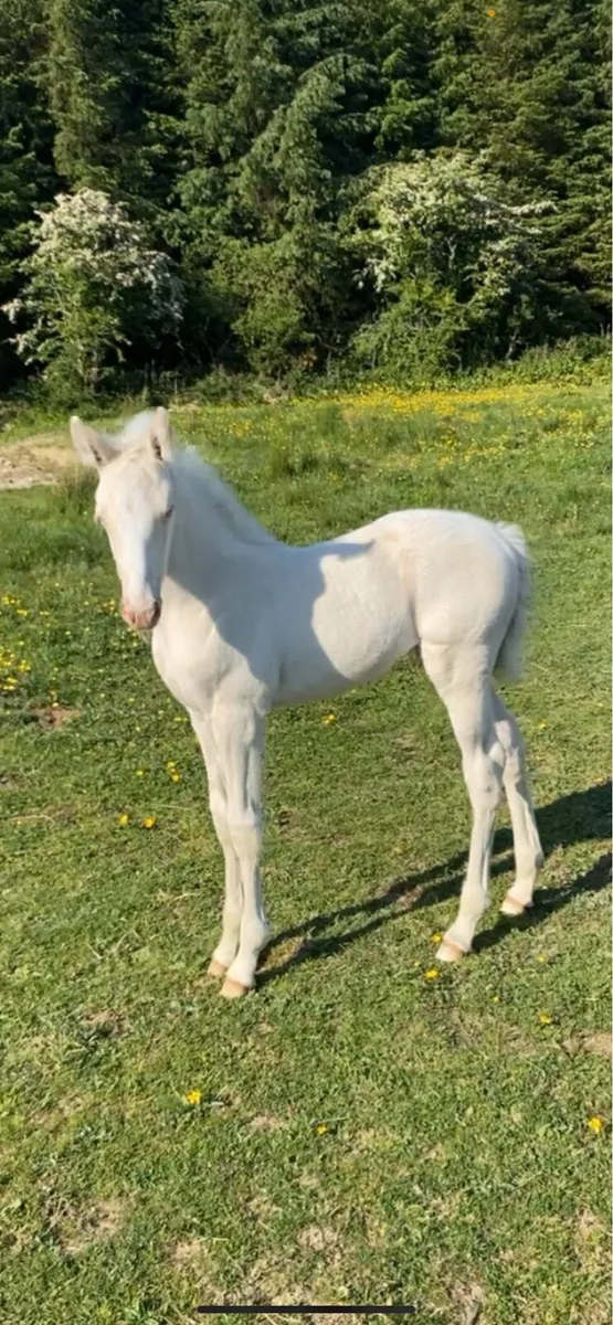 Cremello filly foal - Image 3