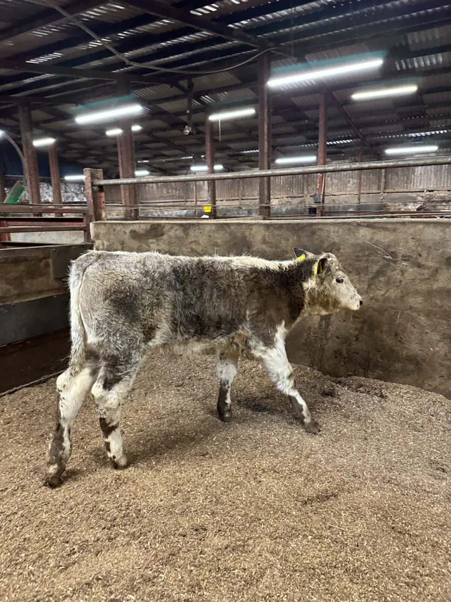 Roaned heifer - Image 3