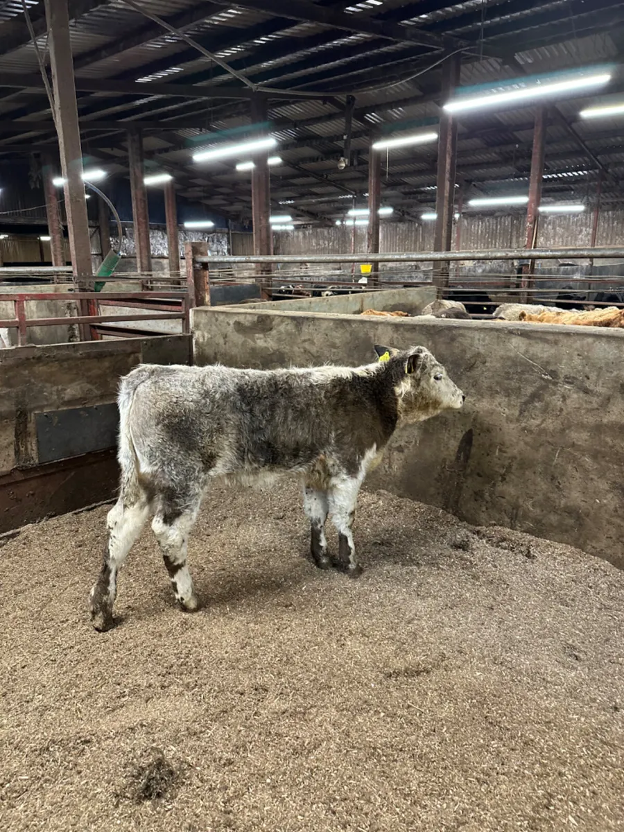 Roaned heifer - Image 1