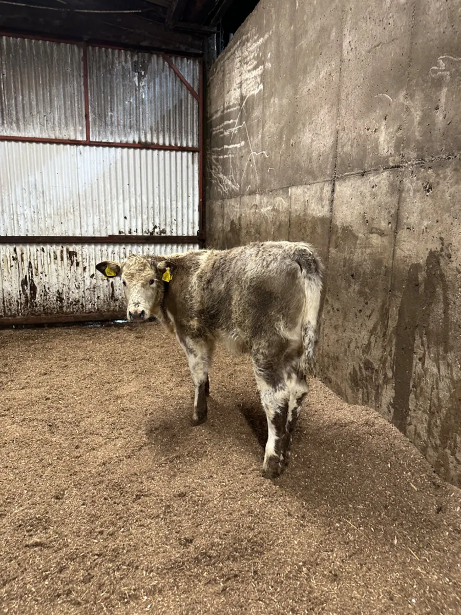 Roaned heifer - Image 4