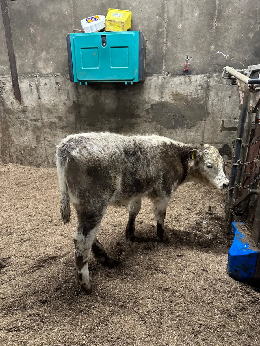 Roaned heifer - Image 2