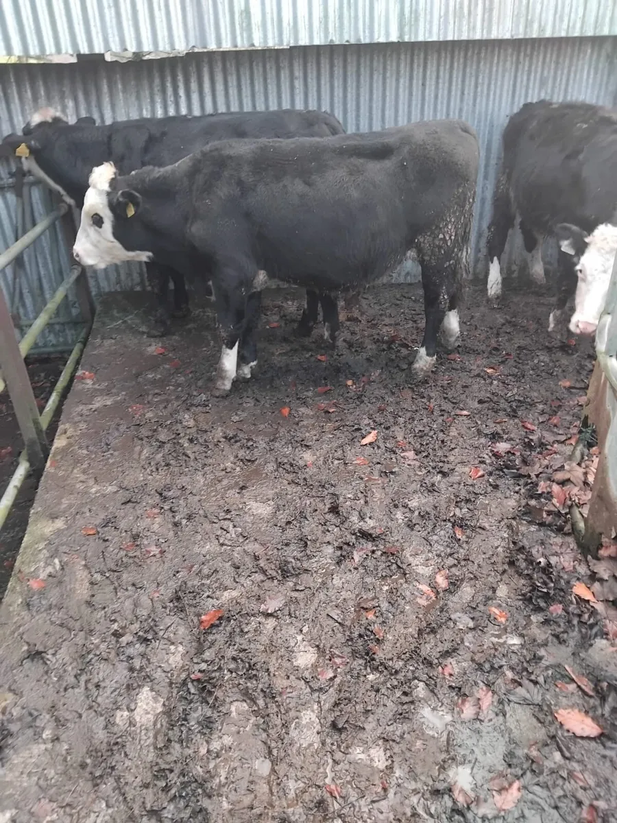 3 black white head weanlings - Image 1