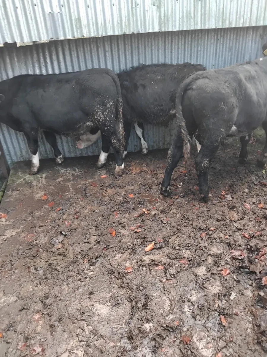 3 black white head weanlings - Image 2