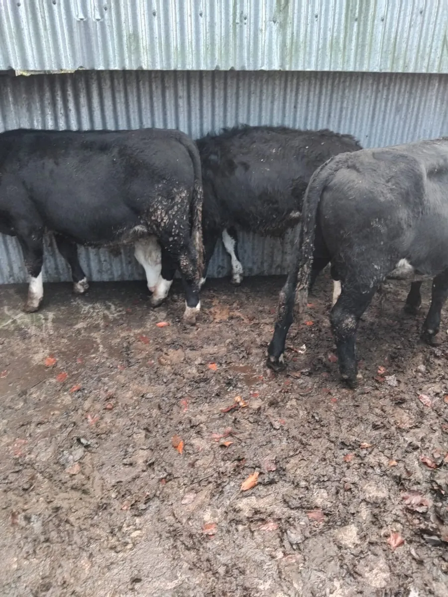 3 black white head weanlings - Image 3