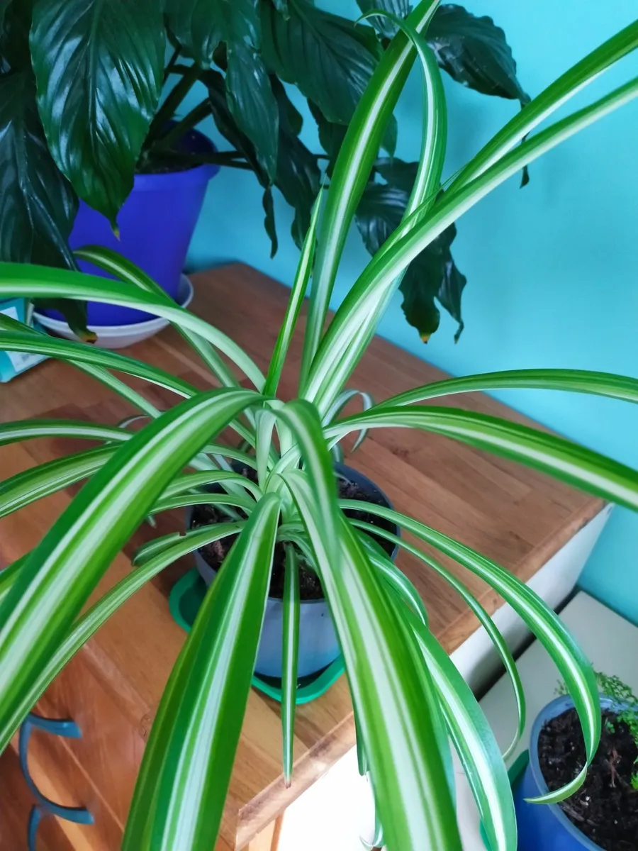 Spider plant - Image 1