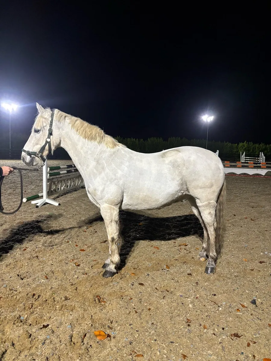 connemara pony - Image 4