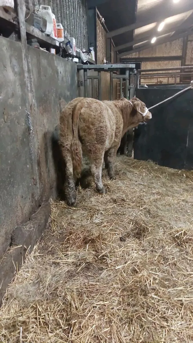 Show heifer gold star ecco - Image 3