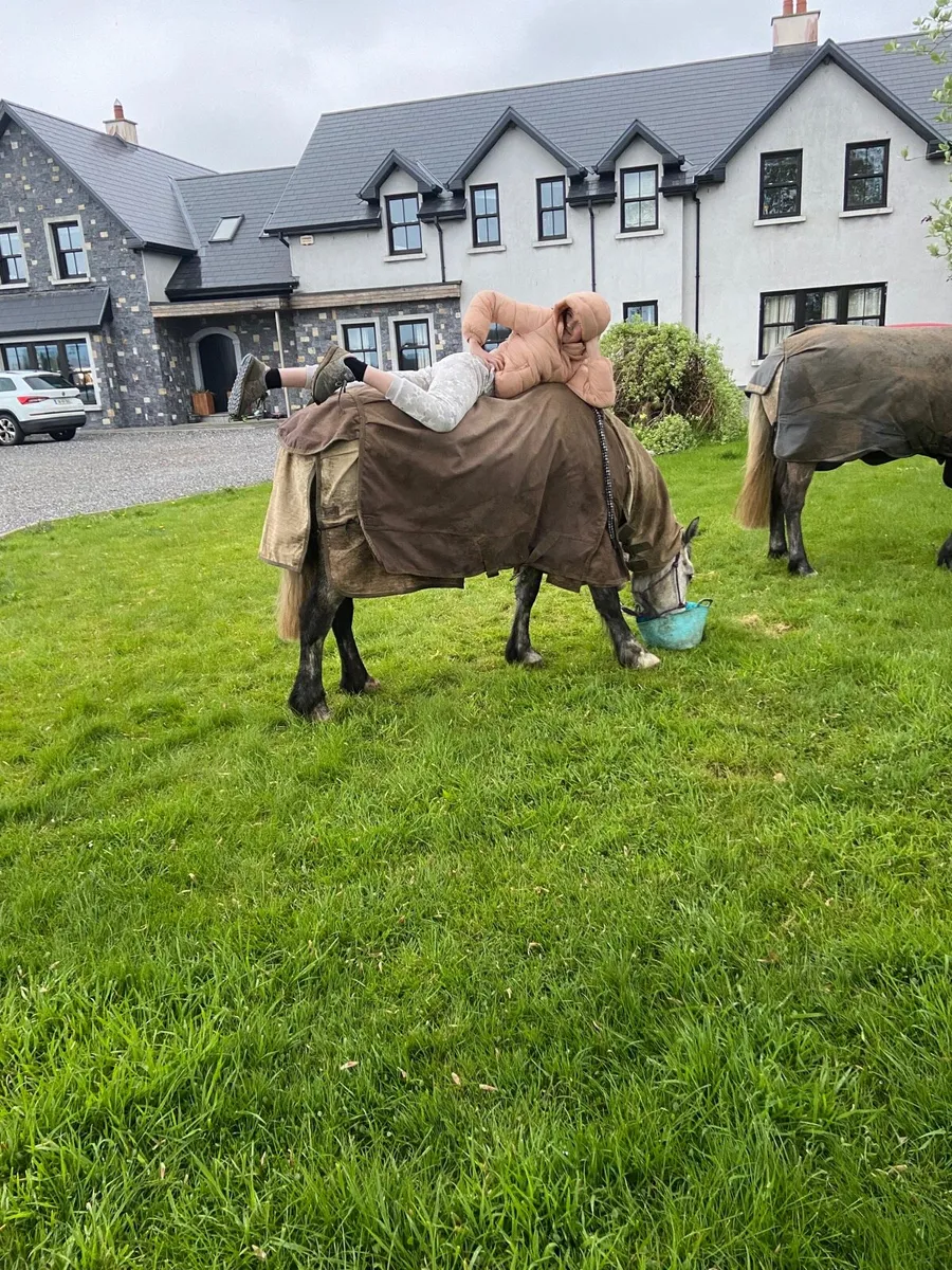 138 (13,2) Connie Cross Mare - Image 3