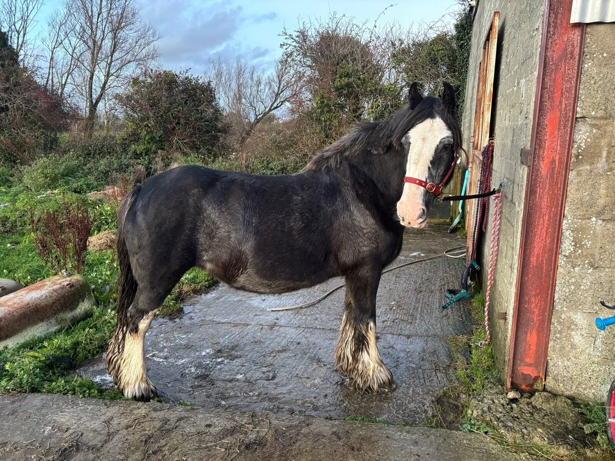 14hh Cob Mare – Ideal Therapy or Lead Rein Pony - Image 2