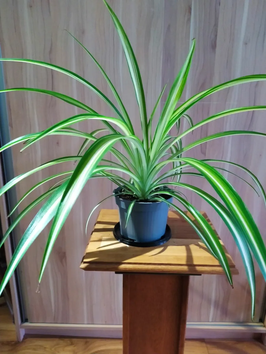 Spider plant - Image 2