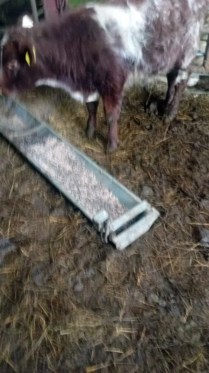 Shortoran weanling bull - Image 1