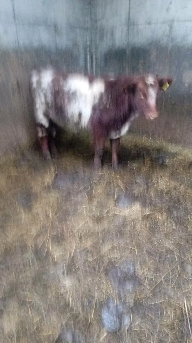 Shortoran weanling bull - Image 2