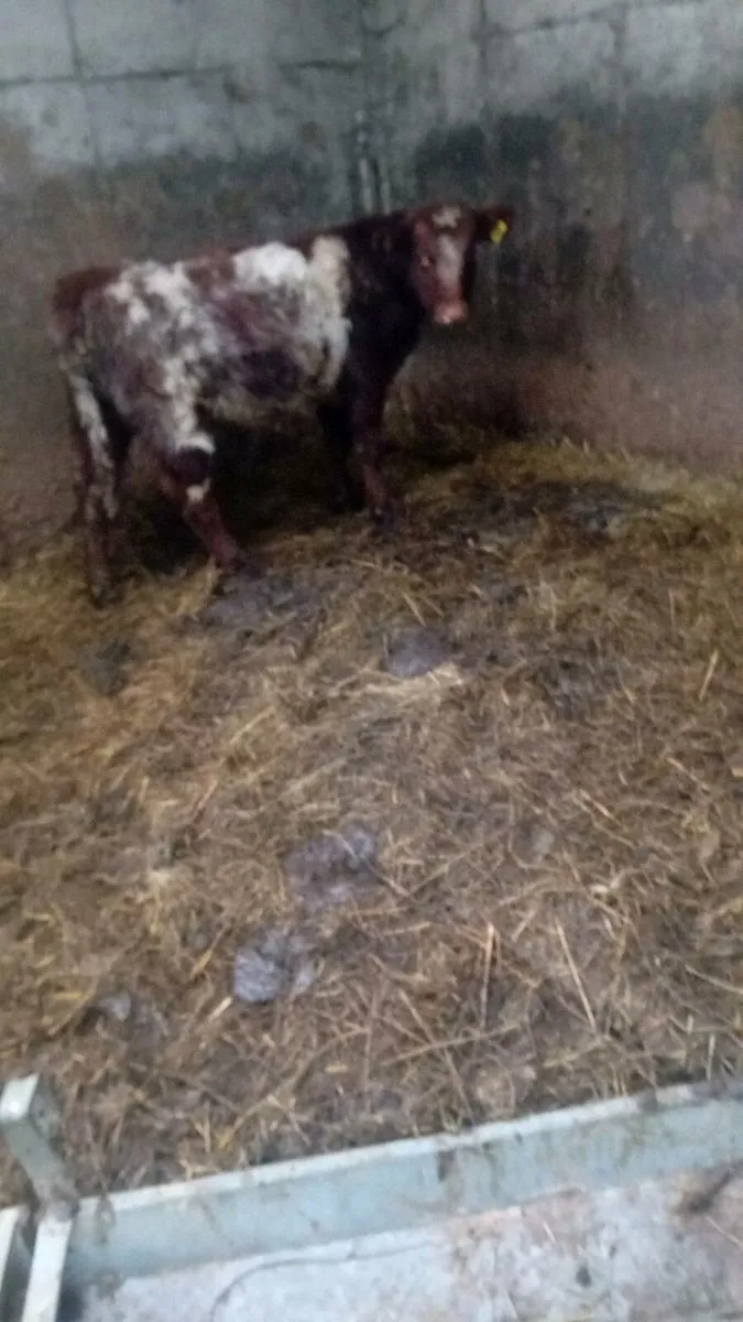 Shortoran weanling bull - Image 3