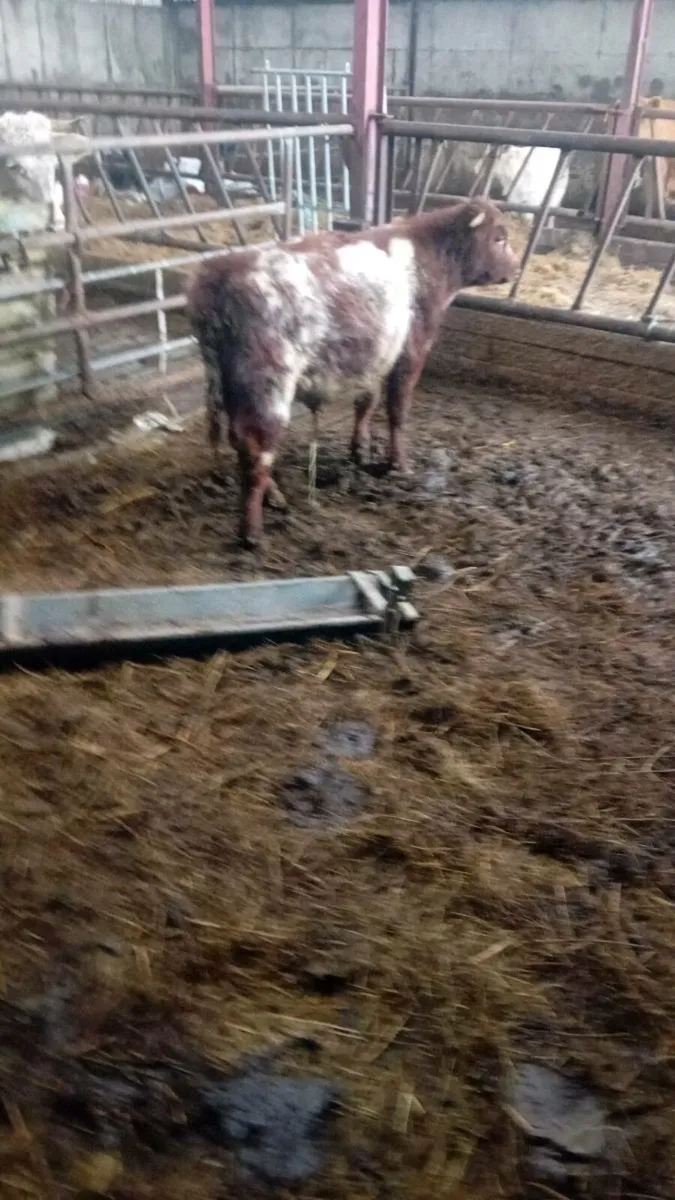 Shortoran weanling bull - Image 4