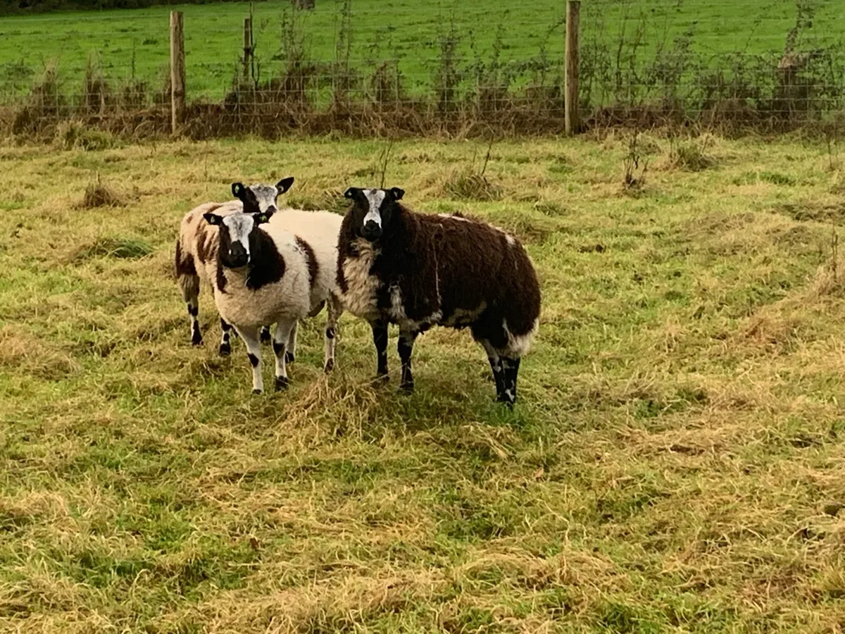 Pure Bred Dutch Spotted Ram - Image 1