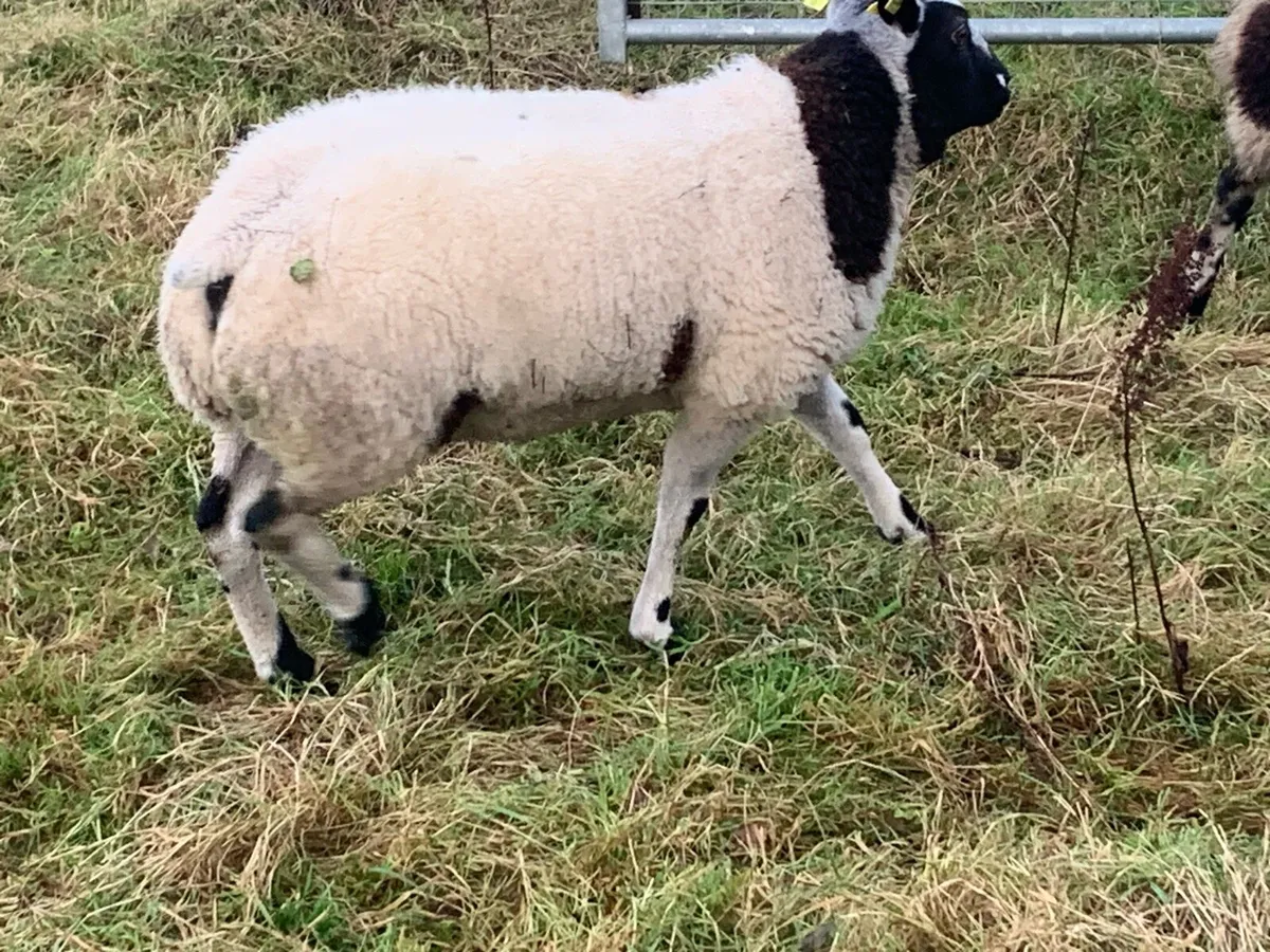 Pure Bred Dutch Spotted Ram - Image 2