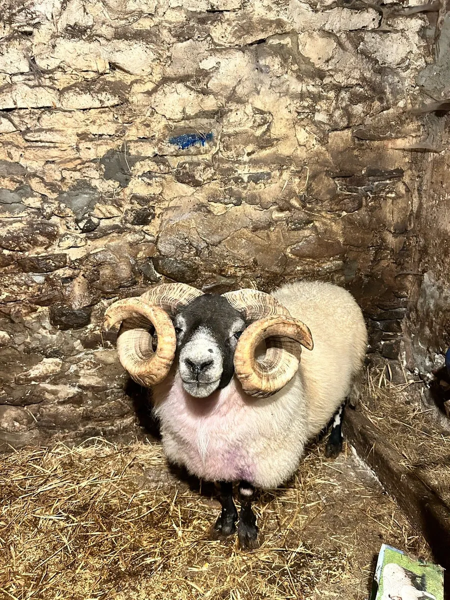 Lanark Ram - Image 1