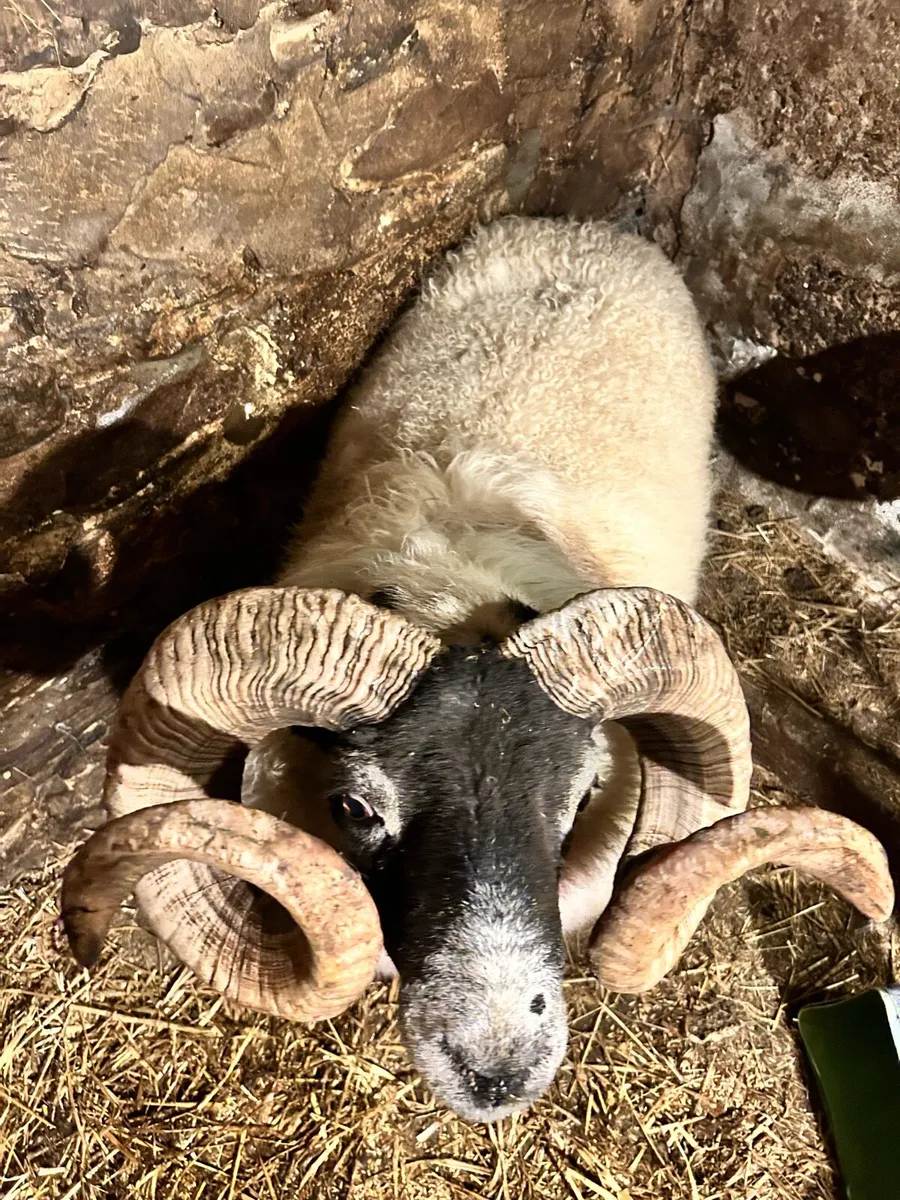 Lanark Ram - Image 2