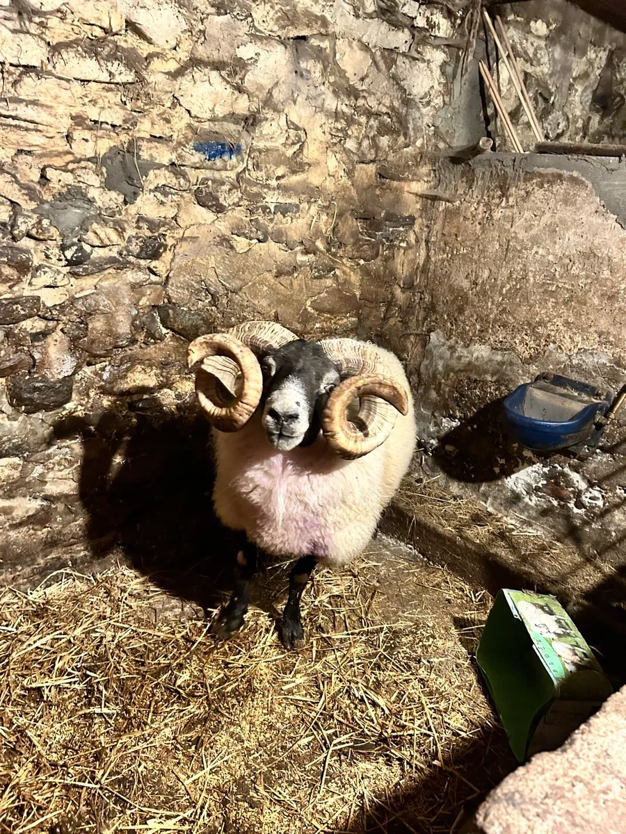 Lanark Ram - Image 3