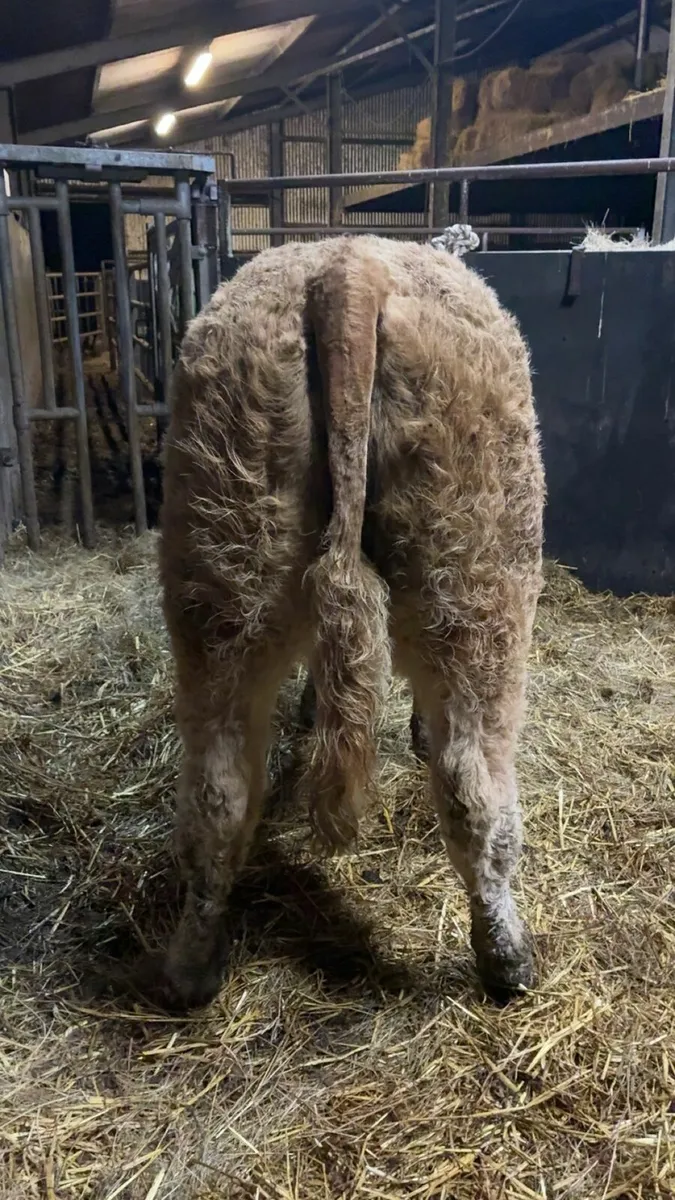 Show heifer gold star ecco - Image 2