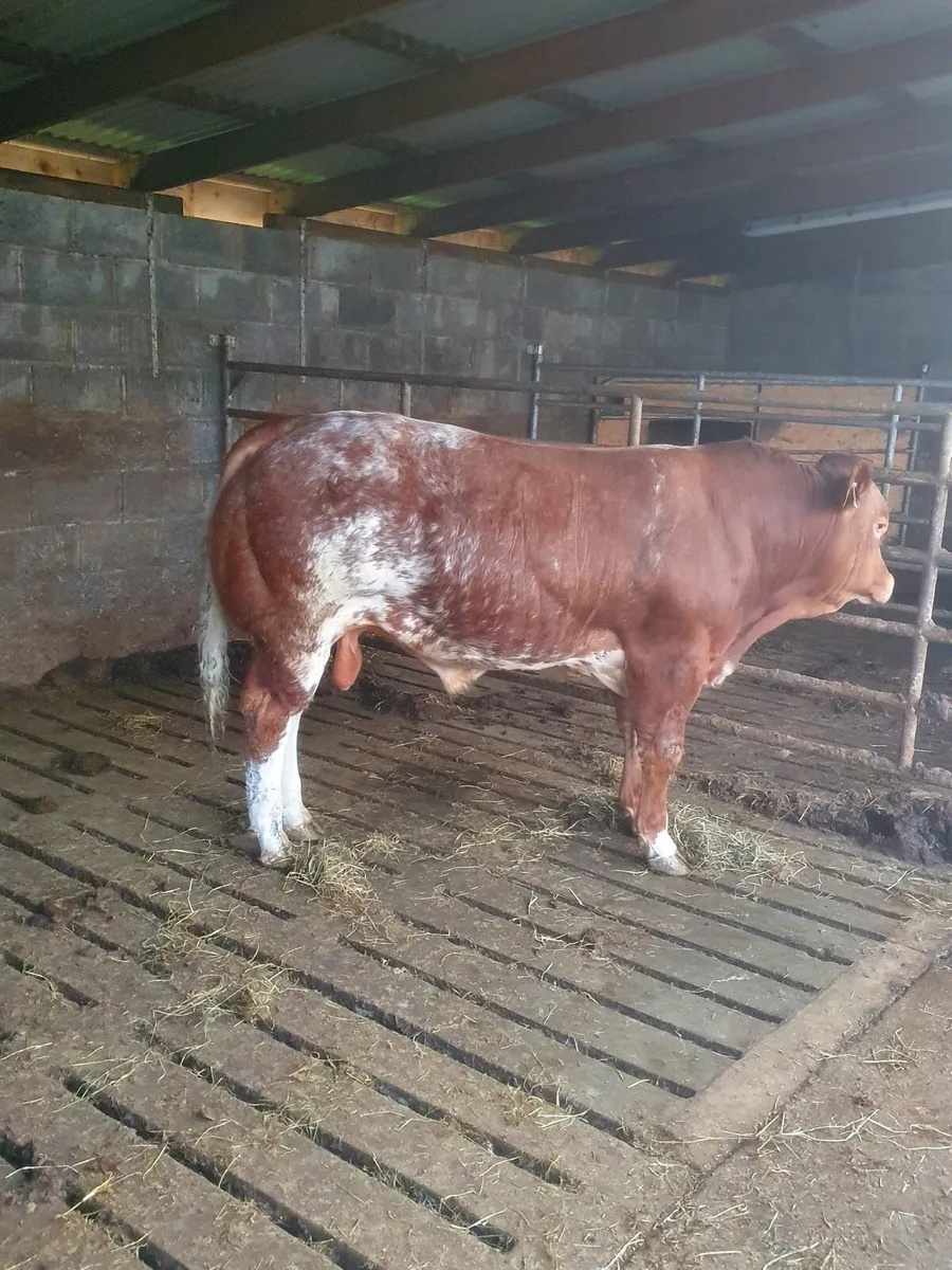 (Roan) Hybrid EBY Bull - Image 1