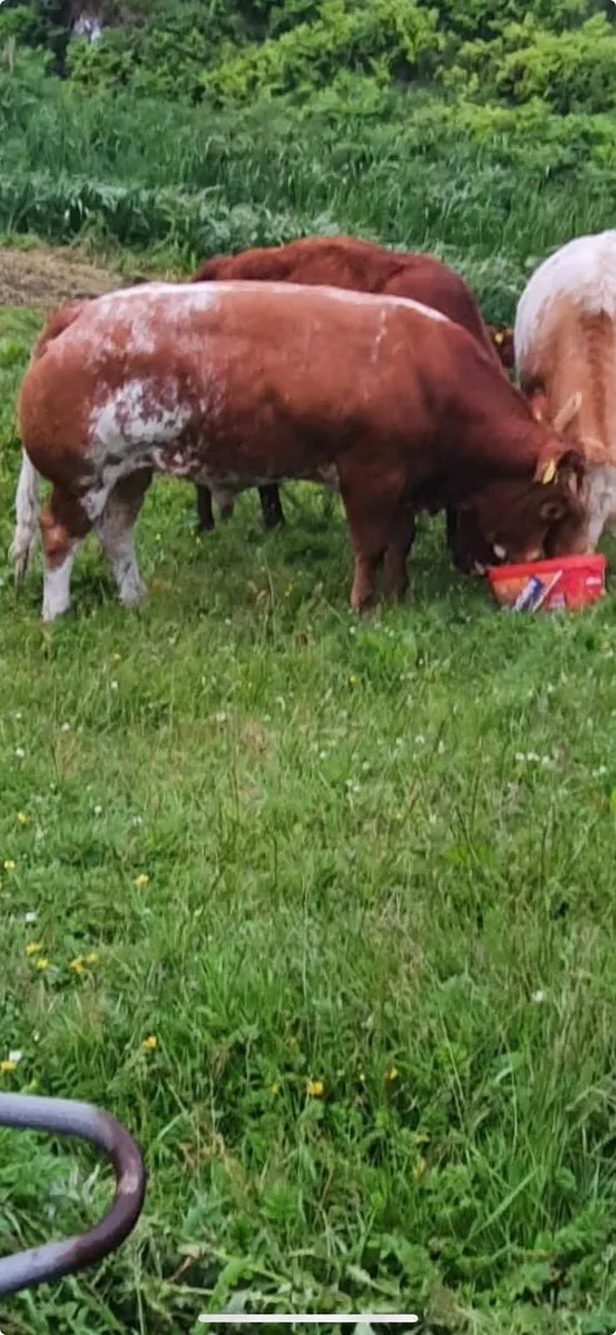 (Roan) Hybrid EBY Bull - Image 2
