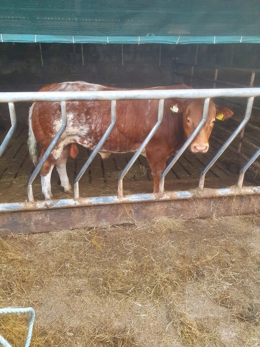 (Roan) Hybrid EBY Bull - Image 3