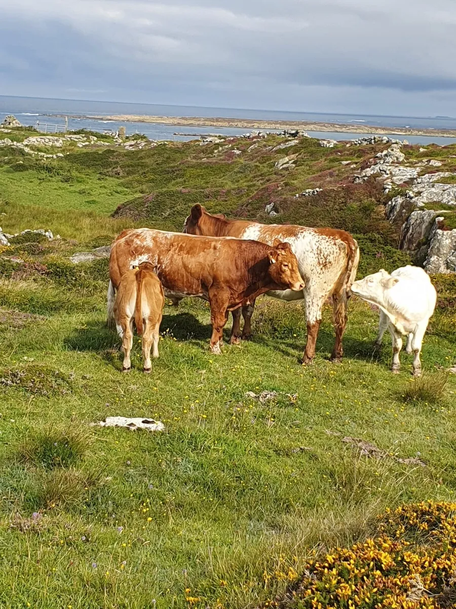 (Roan) Hybrid EBY Bull - Image 4