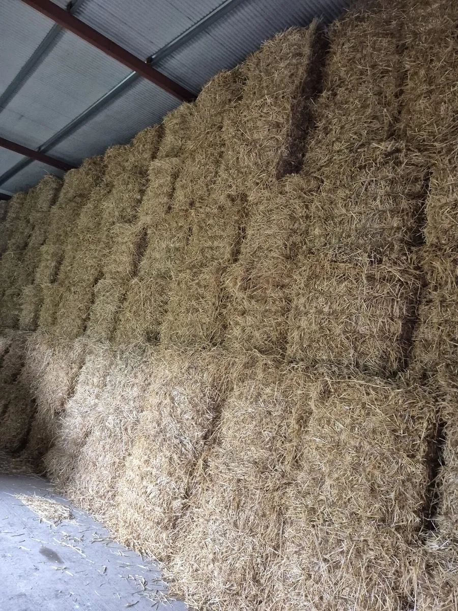 Round Silage Bales & Straw - Image 2