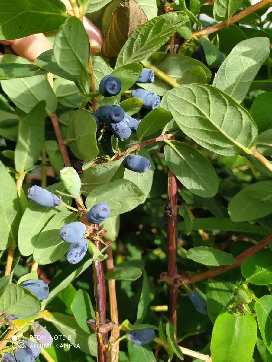 Honey berrys bushes - Image 2