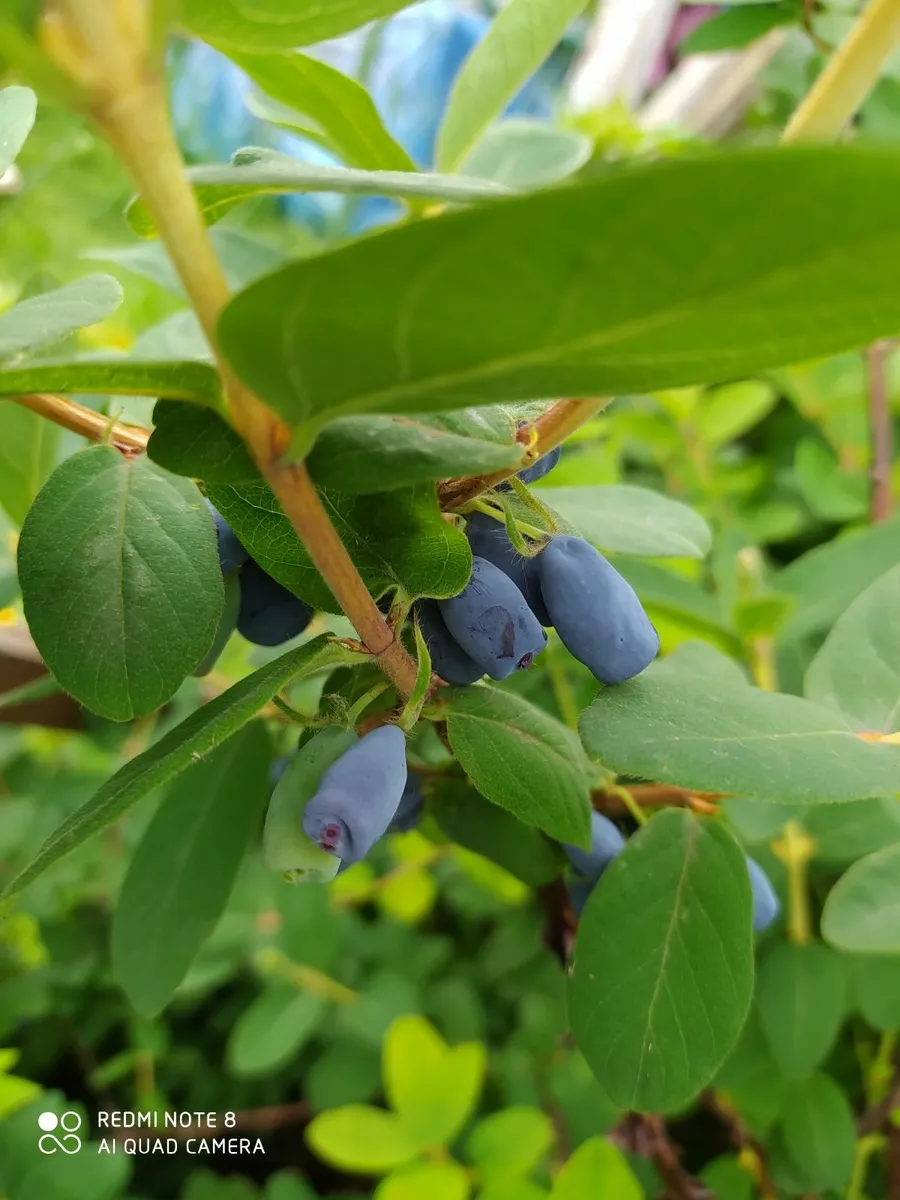 Honey berrys bushes - Image 3