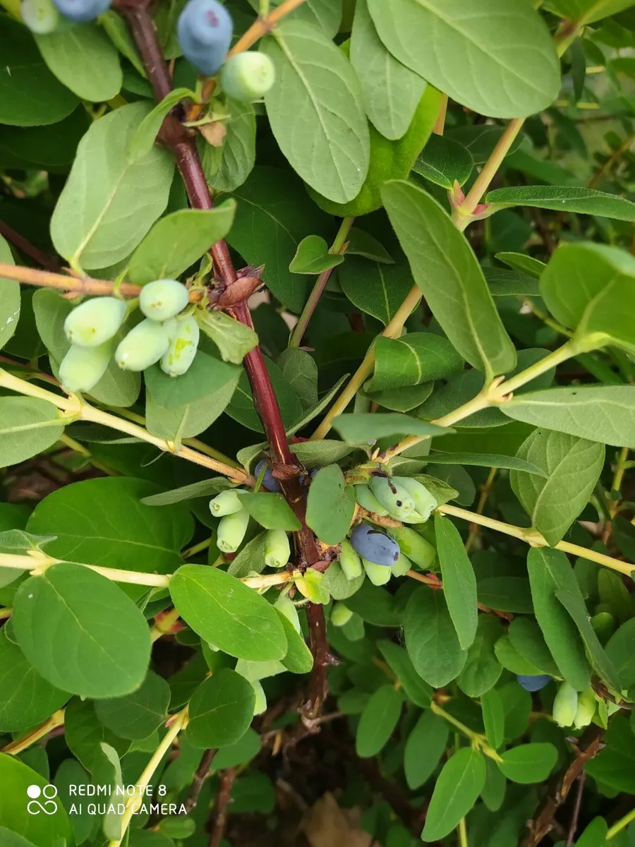 Honey berrys bushes - Image 4