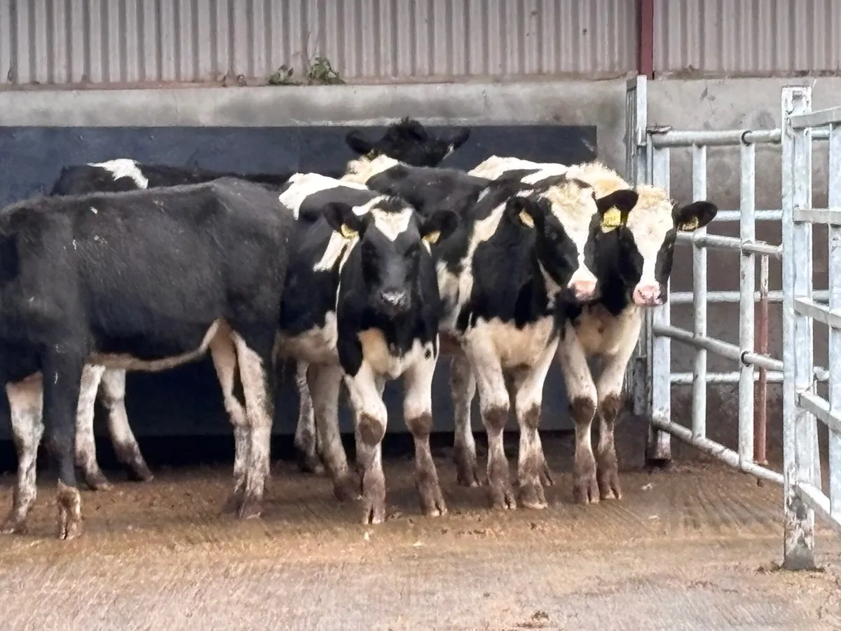 5 top quality Freisan heifer Weanlings for sale - Image 2
