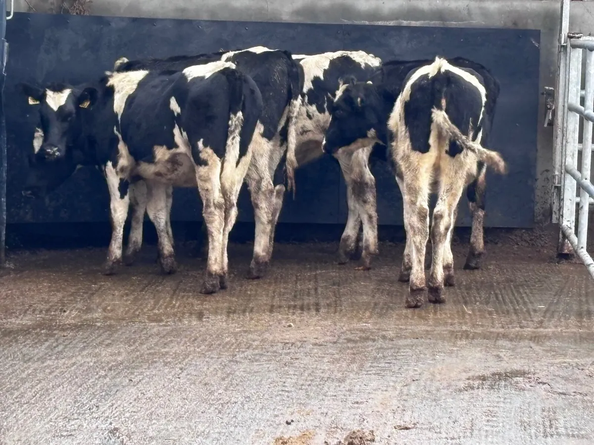 5 top quality Freisan heifer Weanlings for sale - Image 3