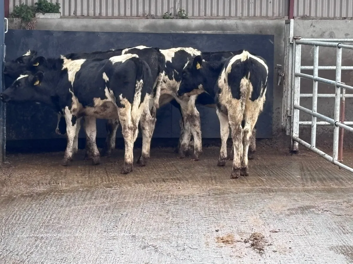 5 top quality Freisan heifer Weanlings for sale - Image 4
