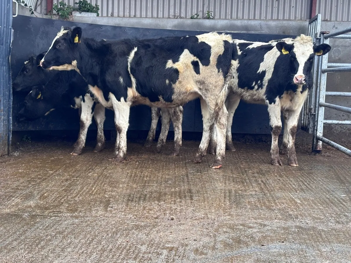 5 top quality Freisan heifer Weanlings for sale - Image 1