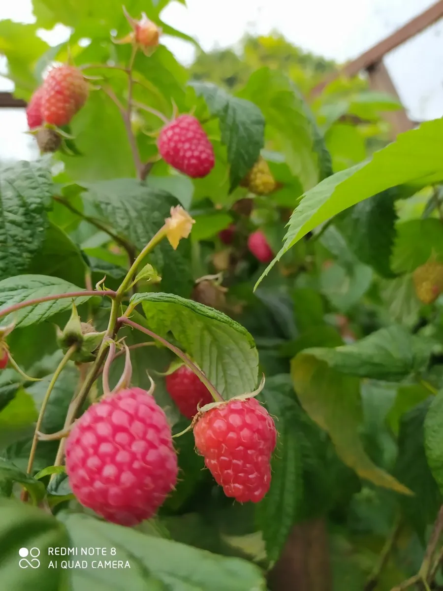 Raspberries bushes - Image 1