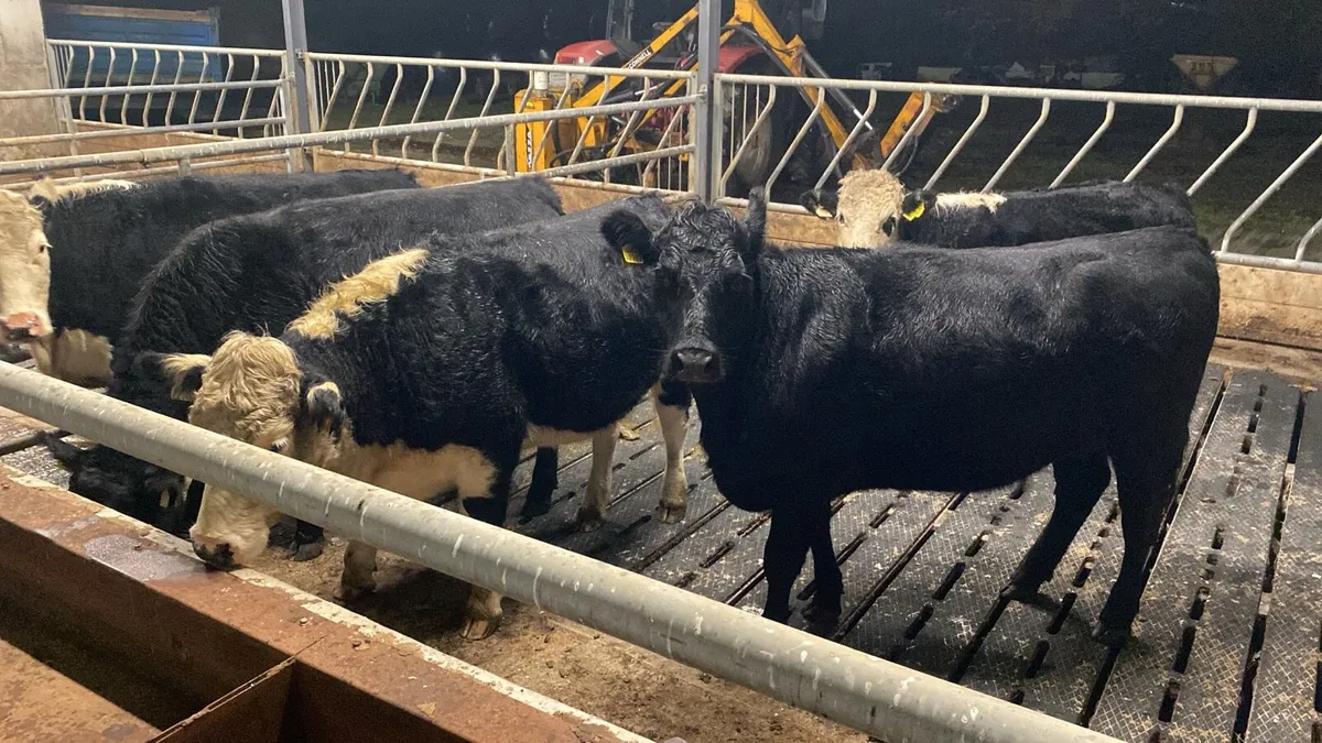 ** Heifers ** - Image 1