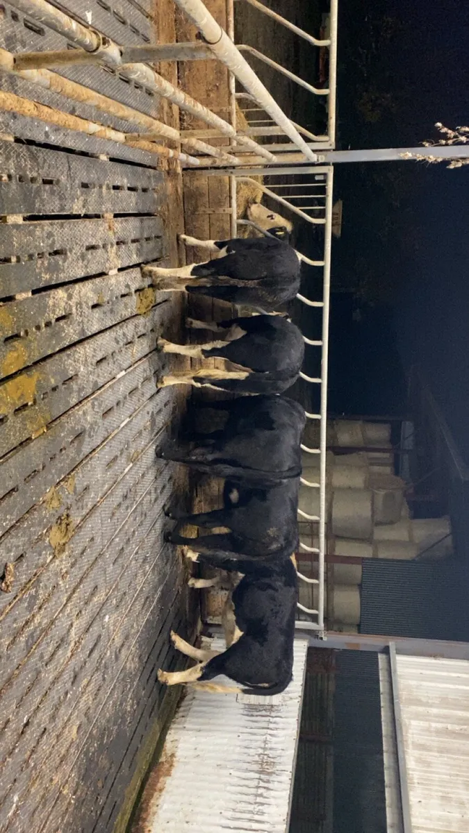 ** Heifers ** - Image 2