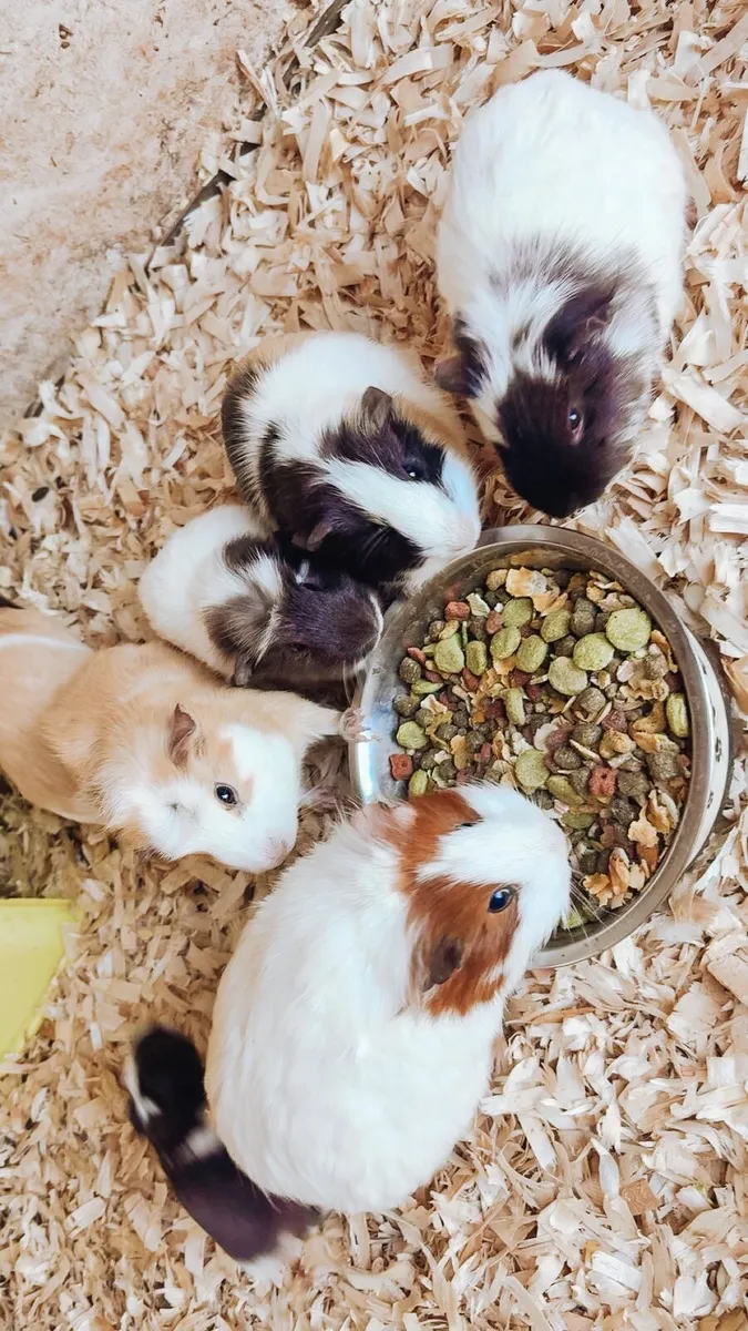 Guinea pig - Image 1