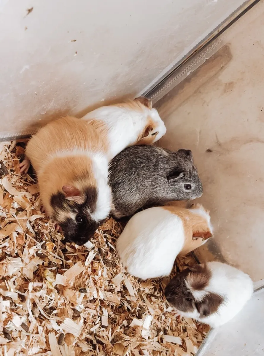 Guinea pig - Image 2