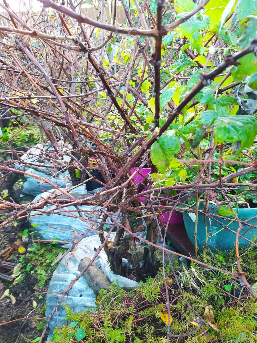 Honey berrys bushes - Image 1